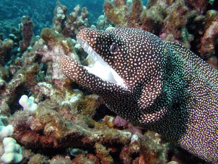 White Mouth Moray eel close-up, Maui HI by David Espinoza 
