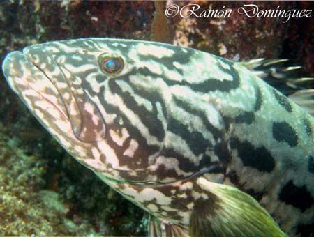 Face of a Gulf grouper, Mycteroperca jordani. Sea of Cort... by Ramón Domínguez 