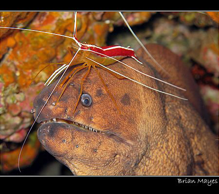 Brown Moray with Shrimp wig. Taken in El Hiero with Canon G7 by Brian Mayes 