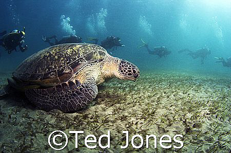 Turtle and Divers by Ted Jones 