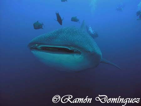 Whale shark at Roca Partida, Revillagigedo islands. by Ramón Domínguez 