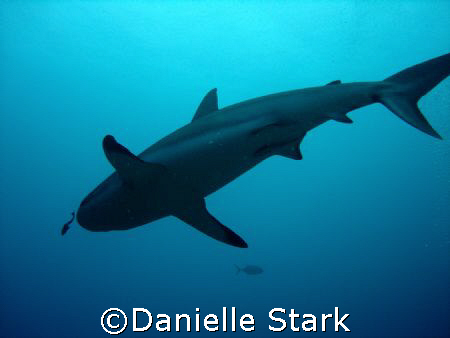 a black tip reef shark...lunch? by Danielle Stark 