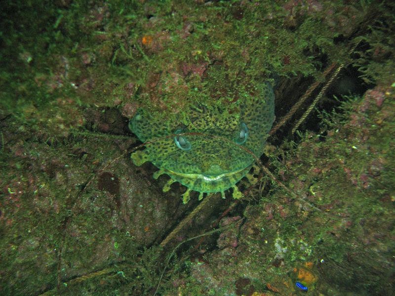 
   


 Cheshire Toadfish  Taken in Pensacola FL.
  ... by Greg Bleakley 