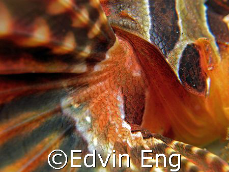Beautiful & Dangerous Wing! Taken In Anilao with Canon G7. by Edvin Eng 
