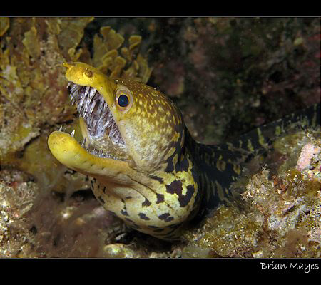 "Flash me again and I'll bite you"................Canon G... by Brian Mayes 