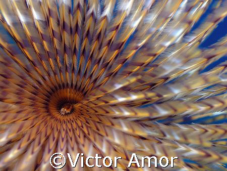 Whirlpool by Victor Amor 