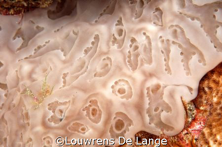 Sponge brilliance! by Louwrens De Lange 