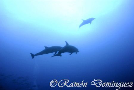 Bottle nose dolphins at Socorro island. by Ramón Domínguez 