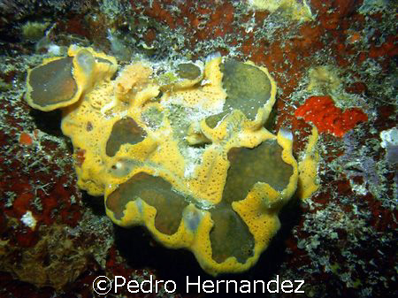 Orange Icing Sponge,Humacao, Puerto Rico ,Camera DC310 by Pedro Hernandez 