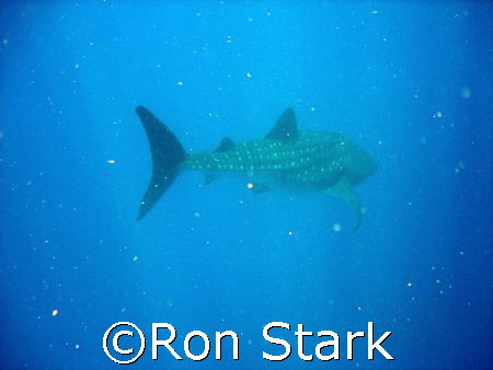 See Spot Swim
Whale Shark 2 miles off Roatan by Ron Stark 