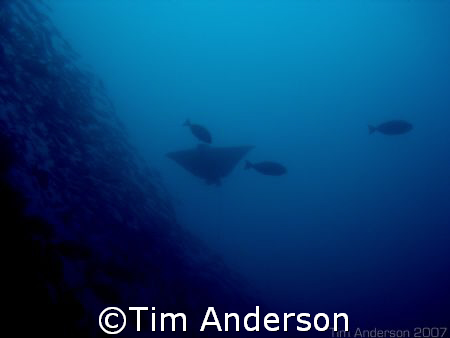 picture taken at a dive site called Gotham City in Moreto... by Tim Anderson 