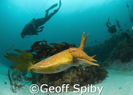 taken this morning in the cold waters of Cape Town using ... by Geoff Spiby 