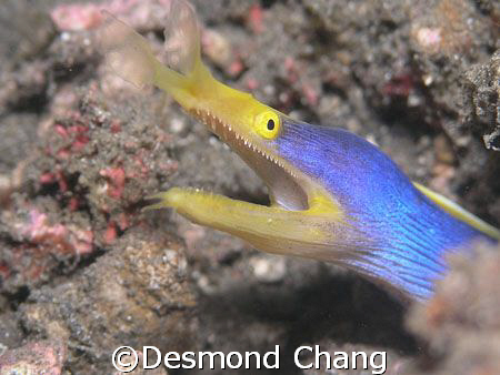 Blue ribbon! Closeup in Lembeh Straits - Indonesia by Desmond Chang 