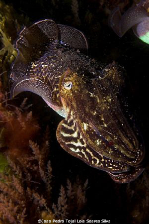 Cuttlefish (Sepia officinalis) shot in Baleal, Portugal, ... by Joao Pedro Tojal Loia Soares Silva 