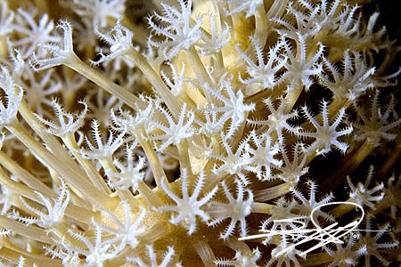 Soft Coral by Nicholas Samaras 