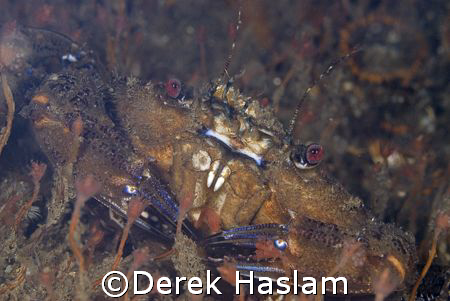 Velvet swimming crab. Menai strait. D200, 105mm. by Derek Haslam 