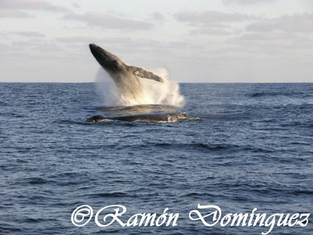 Humback Whale season at Revillagigedo islands. by Ramón Domínguez 