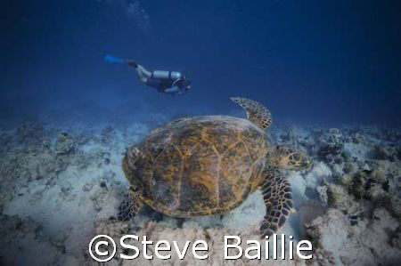 Turtle dive buddy by Steve Baillie 