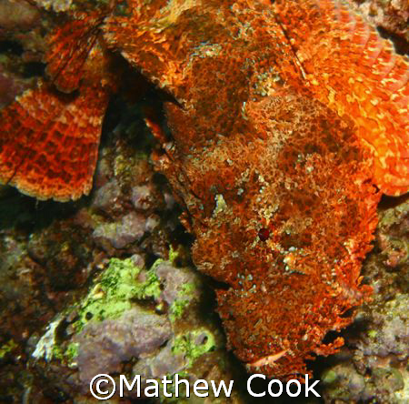 "The Titan" This huge Titan Scorpionfish was photographed... by Mathew Cook 