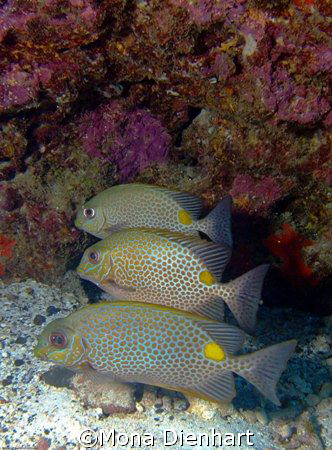 three dive buddies at the Similans by Mona Dienhart 