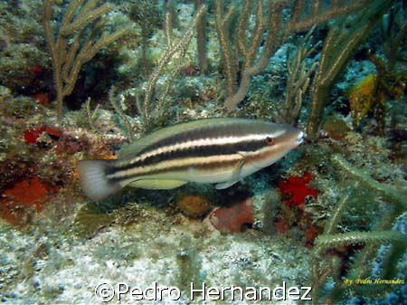Striped Parrotfish (juvenile).Humacao Puerto Rico,Camera ... by Pedro Hernandez 