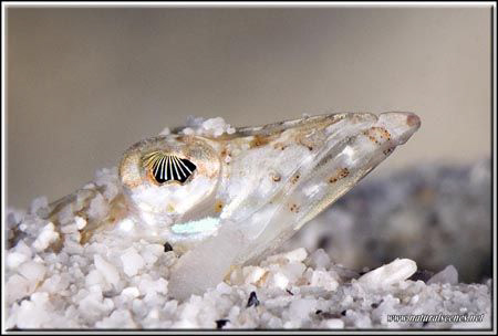 What great eyes these sand divers have D200/105mm+ UCL by Yves Antoniazzo 