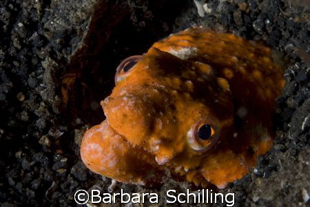 Amazing Stargazing Eel found during a night dive in the L... by Barbara Schilling 