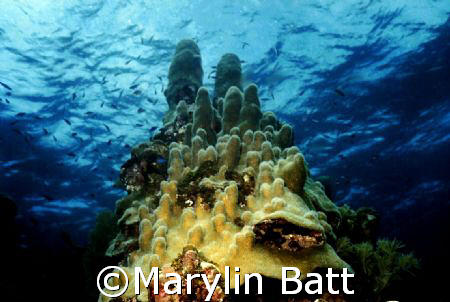 Castles in the sea. Pillar coral.  Guanaha, Bay Islands.
... by Marylin Batt 