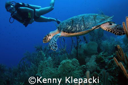 East Chute - Cayman Brac - Depth of 60ft, water temp 85, ... by Kenny Klepacki 