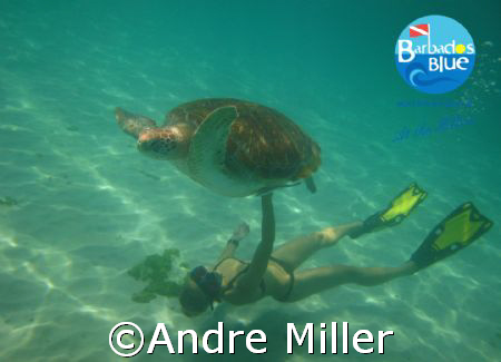 Adult Green Sea Turtle seen off of Payne's Bay, St James ... by Andre Miller 