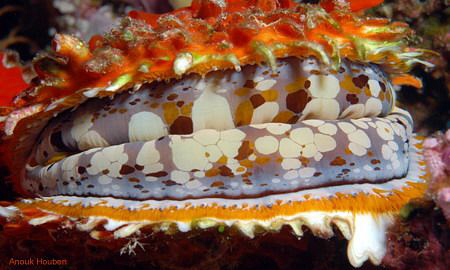 Giant thorny oyster, Spondylus varius. Picture taken in M... by Anouk Houben 