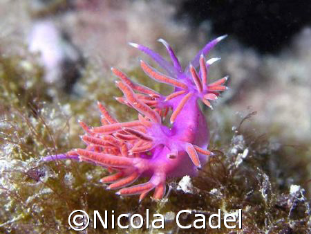 Nudibranch by Nicola Cadel 