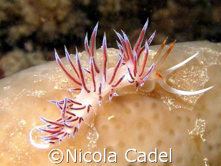 Nudibranch
Nikon Coolpxi P500, housing Ikelite, strobe DS50 by Nicola Cadel 