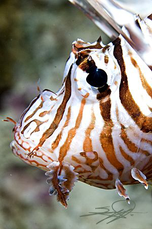 Profile of a lionfish by Nicholas Samaras 