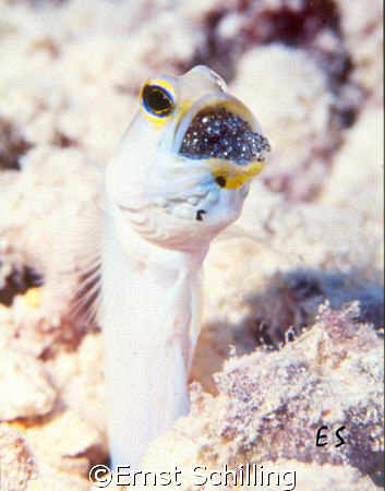 Jawfish with his offspring by Ernst Schilling 