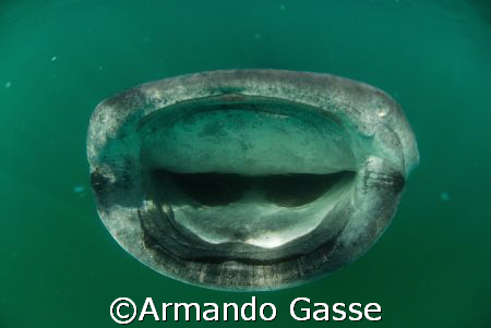 Whale Shark by Armando Gasse 