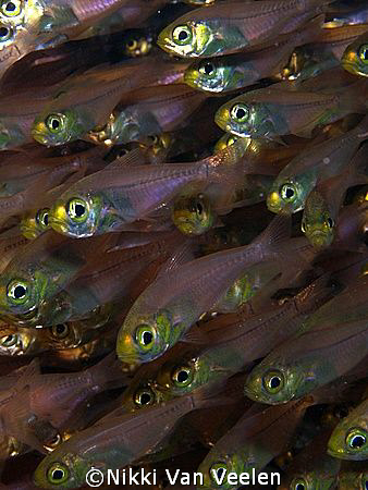 Glassfish closeup taken at Campsite 2, Ras Mohamed Park w... by Nikki Van Veelen 