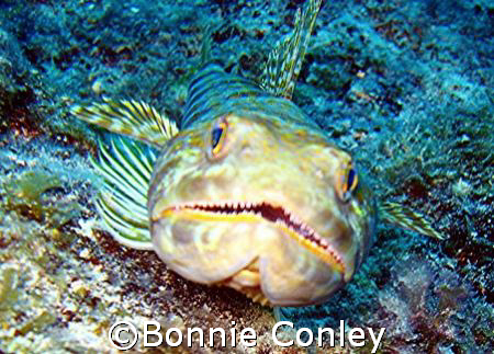 Face to face with a lizardfish.  Photo taken August 2007 ... by Bonnie Conley 