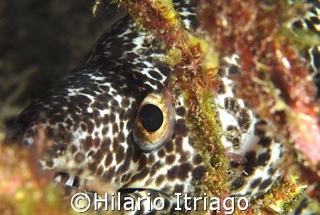 Moray eel, Cancun México by Hilario Itriago 