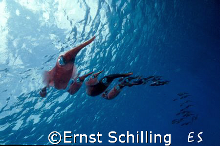 Bonaire Squid Parade by Ernst Schilling 