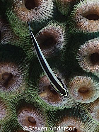 This photo of a Yellow Lined Goby was taken while diving ... by Steven Anderson 