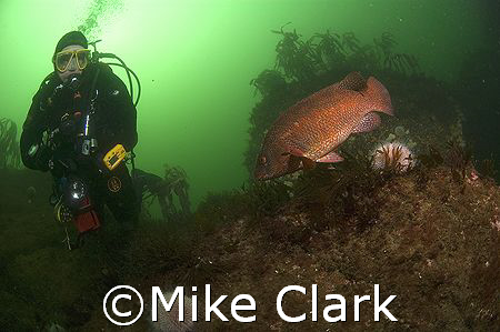 Diver and ballan Wrasse looking at each other.
Nikon D70... by Mike Clark 