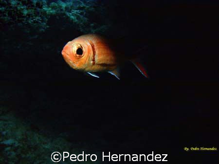 Blackbar Soldierfish,Humacao,Puerto Rico,Camera DC200 by Pedro Hernandez 