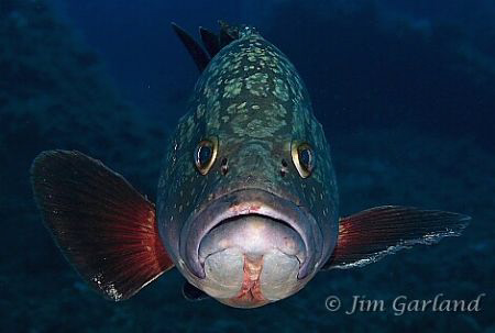 Mediterranean Grouper - Sardinia.  by Jim Garland 