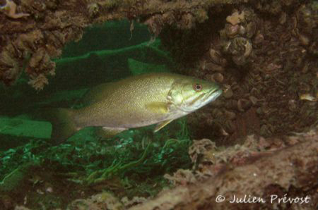 Large mouth Bass cruising about the wreck of the Rothesay... by Julien-Charles Prévost 