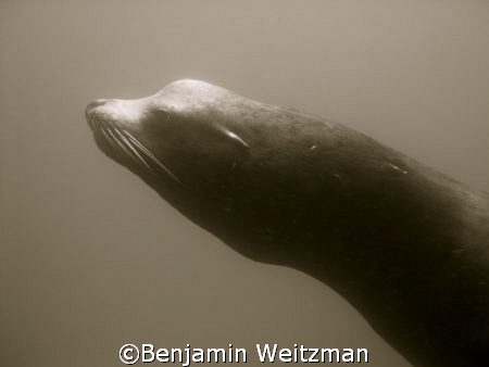 Male California Sea Lion off California coast.  Very larg... by Benjamin Weitzman 