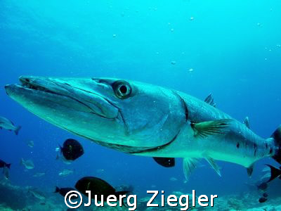 Big Barracuda (1.50 m) comes close to check out what is h... by Juerg Ziegler 