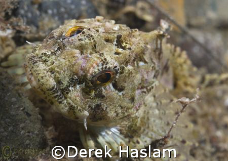 Long spined scorpion fish. North Wales. D200, 60mm. by Derek Haslam 
