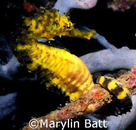 Yellow sea horse.  Nikonos V 1:2 extension tube by Marylin Batt 
