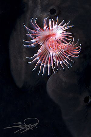 Serpula Vermicularis worm by Nicholas Samaras 